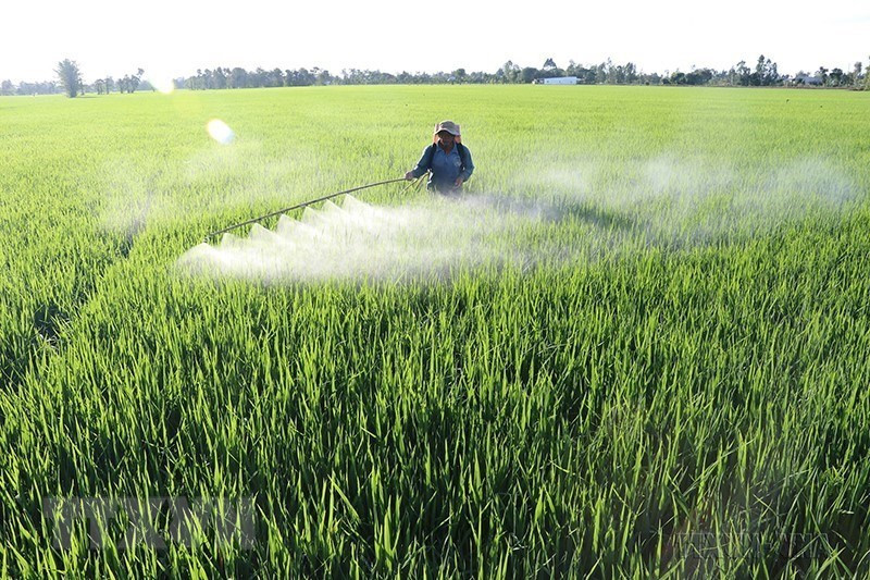 Un champ de riz dans la province de Dong Thap (Sud). Photo : VNA