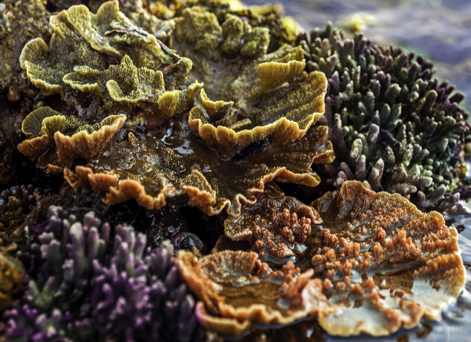 Des coraux vert et jaune Montipora capricormis. 