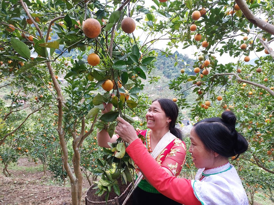Dès le matin, un panier sur le dos ou sur la hanche, les femmes de l'ethnie Thaï cueillent des oranges. Grâce à la conversion des zones de culture de maïs et de riz en orangers de contre-saison, la vie des gens de la commune de Suoi Bang, district de Moc Chau, province de Son La s'améliore grâce aux importantes bénéfices tirés de la vente des oranges. En plus, les jardins d'orangers du village Am, commune de Suoi Bang à flanc de montagne, avec un paysage poétique, attirent un grand nombre de visiteurs. Ces derniers adorent prendre des photos à côté des orangers remplis de fruits. Le tourisme dans les jardins d'orangers contribue également à faire augmenter le revenu des agriculteurs locaux. Photo: VietnamPlus 