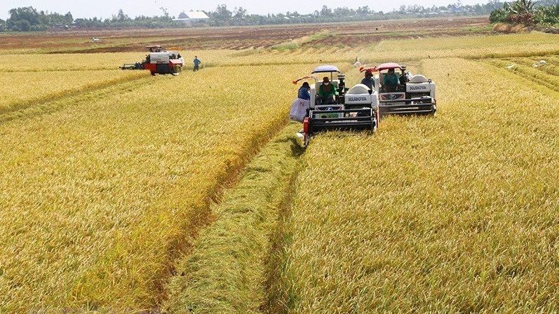 Des agriculteurs de la province de Dong Thap (Sud) récoltent le riz d'été-automne 2021. Photo: VNA 