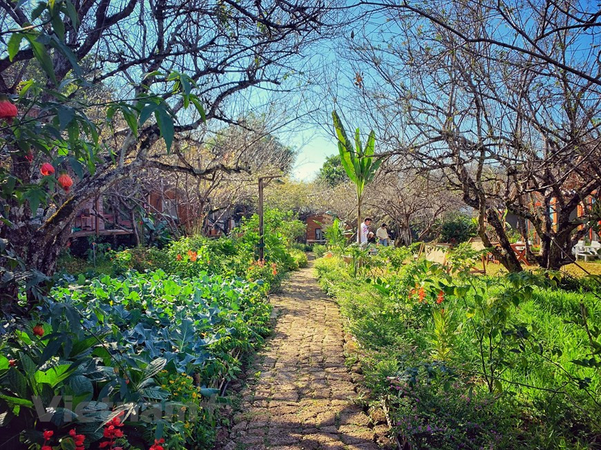 Le homestay Mama’s house est souvent conseillé aux visiteurs qui veulent se rendre dans la commune de Dong Sang, district de Moc Chau, province de Son La (Nord). Il vous suffit d’environ 4 à 5 heures en voiture pour aller de Hanoï à Moc Chau. Vous pouvez prendre un bus, un taxi ou une moto, une voiture privée, etc., pour arriver au homestay Mama’s house. Une fois arrivée sur place, de nombreux visiteurs sont impressionnés par sa beauté en pleine nature. Le beau paysage naturel, le bel emplacement du homestay et des chambres exquises et propres ..., constituent les points fort impressionnants de cet endroit. Ce sont des raisons pour lesquelles les touristes sont de plus en plus nombreux à venir découvrir Mama’house. 