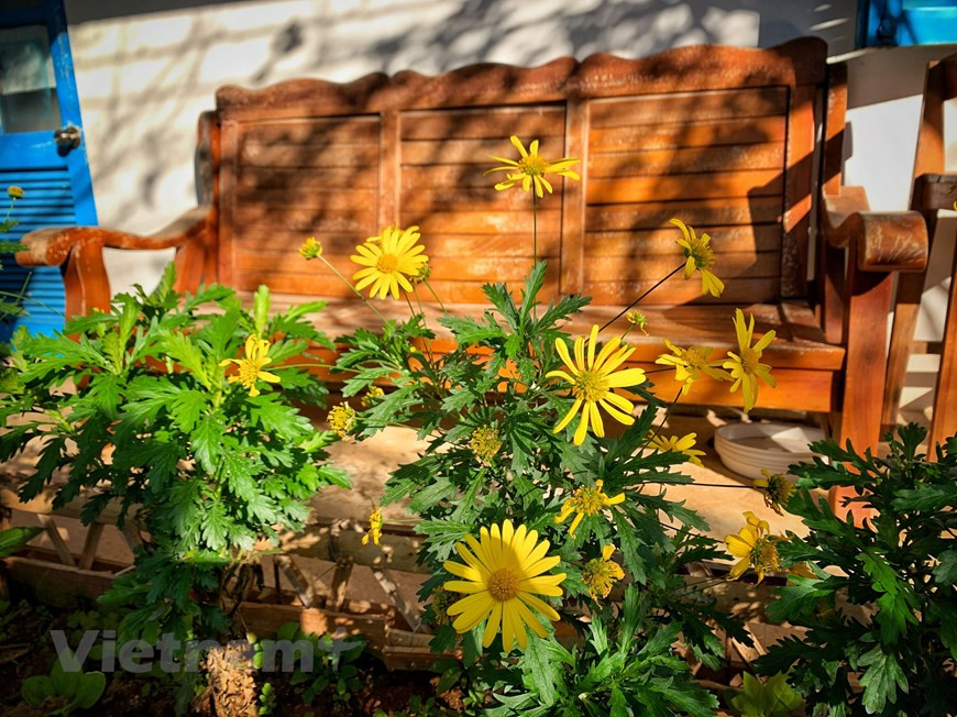 En visitant Moc Chau au printemps, les visiteurs peuvent découvrir la beauté féerique de ce plateau. Durant cette période de l'année, le plateau de Moc Chau, dans la province septentrionale de Son La, est féérique avec des milliers de plantes en floraison. Des fleurs blanches à la beauté pure et fragile s’épanouissent sur les pruniers. Le premier jour de l'année lunaire, les filles de l’ethnie Thaï interprètent la danse Inh La pour accueillir le printemps. Marcher sous les fleurs épanouies de la vallée des pruniers de Mu Náu apporte des émotions inoubliables les premiers jours de la nouvelle année. Cette vallée compte encore de nombreux vieux pruniers. 