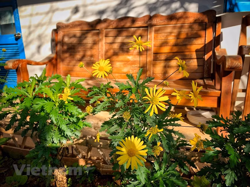 En visitant Moc Chau au printemps, les visiteurs peuvent découvrir la beauté féerique de ce plateau. Durant cette période de l'année, le plateau de Moc Chau, dans la province septentrionale de Son La, est féérique avec des milliers de plantes en floraison. Des fleurs blanches à la beauté pure et fragile s’épanouissent sur les pruniers. Le premier jour de l'année lunaire, les filles de l’ethnie Thaï interprètent la danse Inh La pour accueillir le printemps. Marcher sous les fleurs épanouies de la vallée des pruniers de Mu Náu apporte des émotions inoubliables les premiers jours de la nouvelle année. Cette vallée compte encore de nombreux vieux pruniers. 