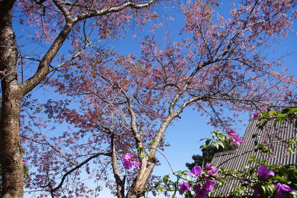 Des abricotiers-cerisiers (Mai anh dao) en floraison sur les collines et les rues de la ville de Da Lat (Lam Dong). Les touristes des quatre coins du pays affluent à Da Lat pour les admirer. 