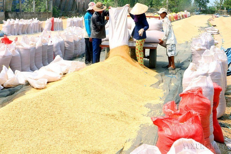 Des agriculteurs du district de Cai Lay, province de Tien Giang font sécher leur riz. Photo: VNA 