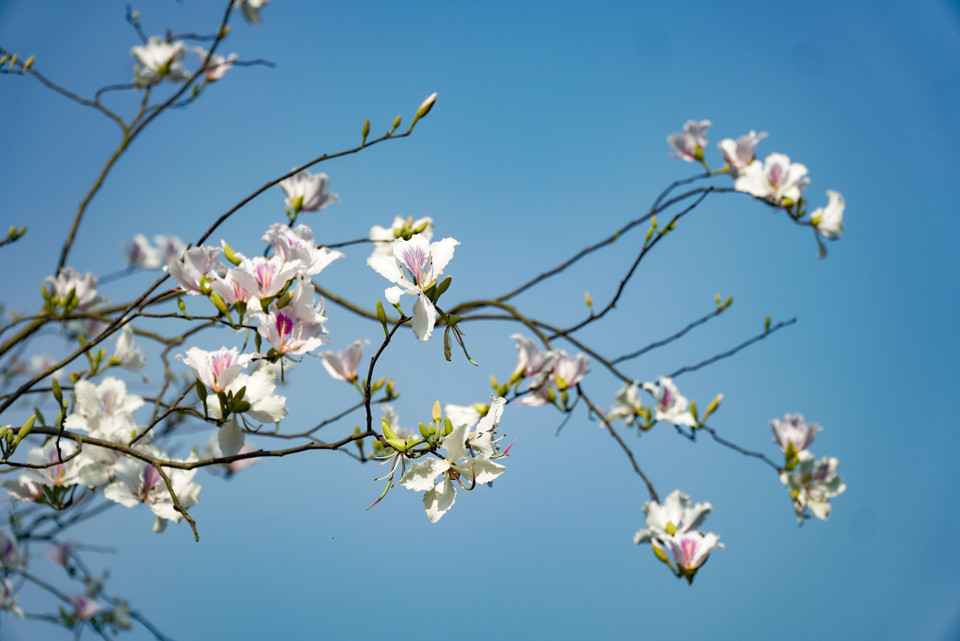 La hoa ban (bauhinie), une fleur emblématique de Dien Bien. 
