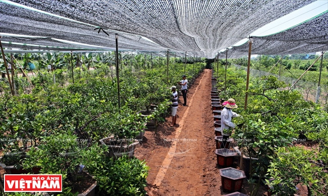 En plus de fournir des citrons comestibles, la variété « tu quy » a une valeur décorative.