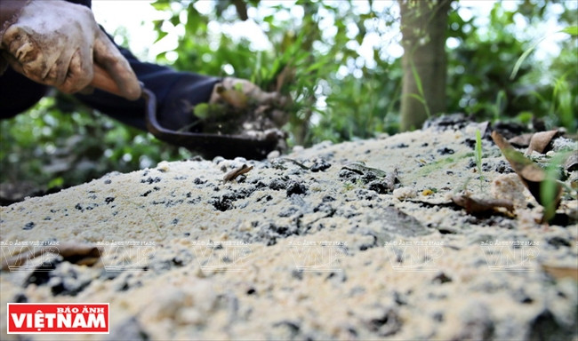 De la poudre de soja est déposée au pied du citronnier.