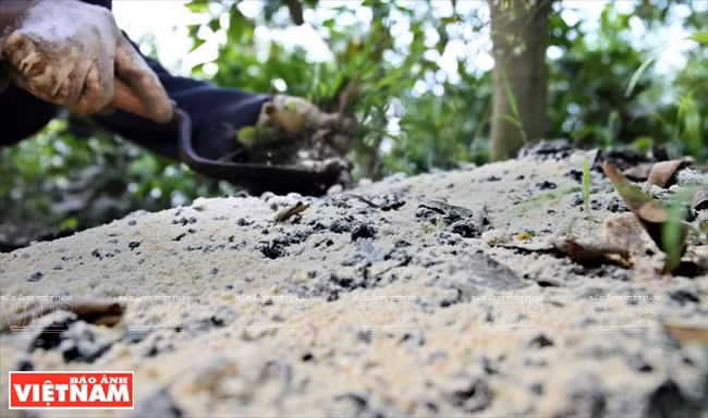 De la poudre de soja est déposée au pied du citronnier.