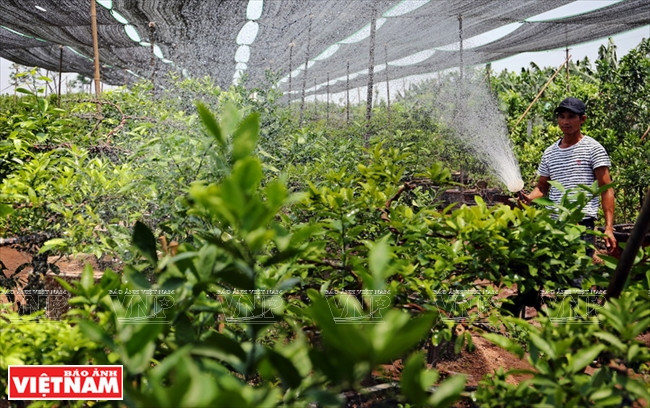 …. le cultivateur utilise également des pistolets d’arrosage.