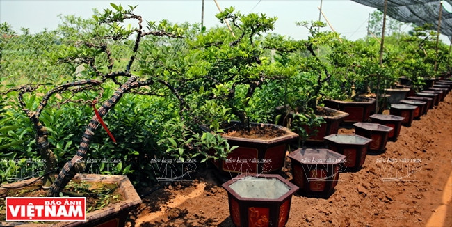 Un coin du jardin de citronniers d’ornement de la famille de Nguyen Huu Ha, commune Tan Dan, district de Khoai Chau, province de Hung Yên.