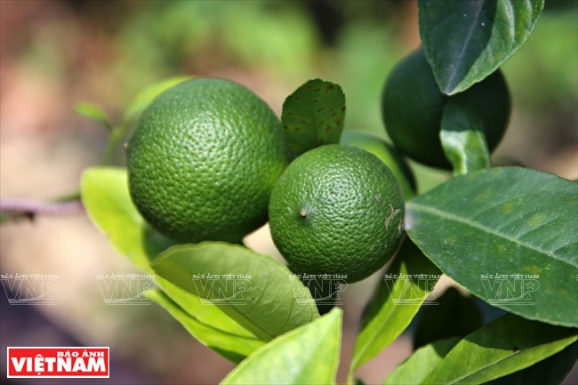 Des citrons qui viennent d’être cueillis.