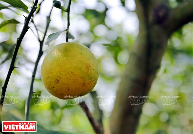 Le citron « tu quy » est deux fois plus gros qu’une variété normale.