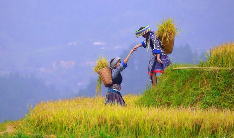 Mu Cang Chai pendant la saison des récoltes du riz.