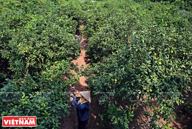 Un coin de la ferme de citronnier « tu quy » de la famille de Nguyen Huu Ha, commune Tan Dan, district de Khoai Chau, province de Hung Yên.