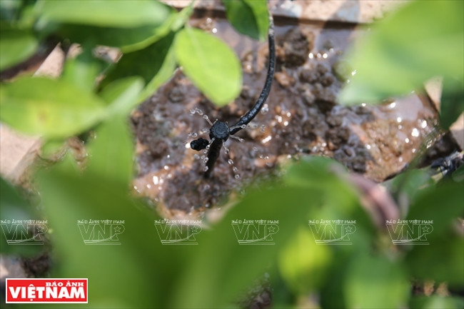 Outre un système d’arrosage automatique…