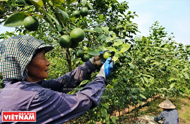 La filière emploie des personnes à santé chancelante ou âgées de 50-60 ans, payées 130.000 dongs par jour.
