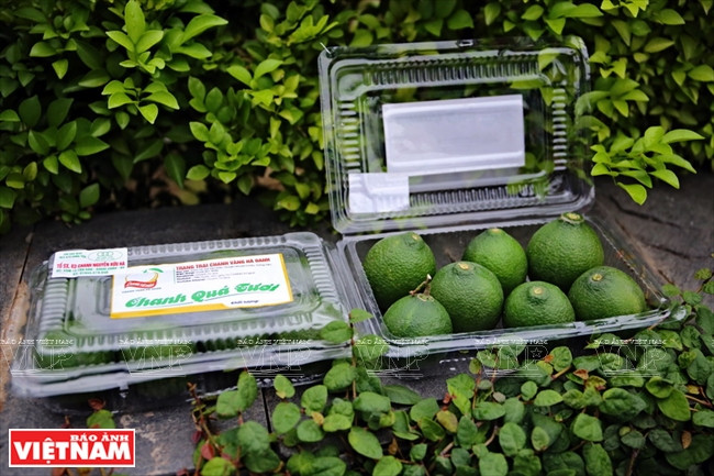 Les citrons « tu quy » sont consommés frais et utilisés pour préparer sauces, jus de fruit…Les citrons « tu quy » sont en vente à Hanoi dans les supermarchés « Soi Bien », au prix de 50.000-60.000 dongs le kilo.