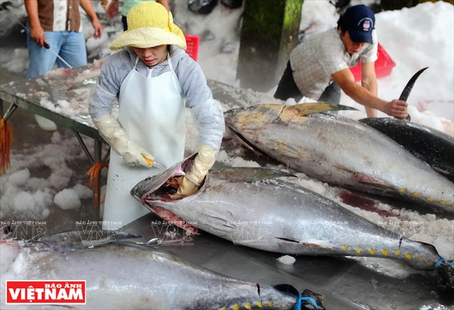 Le traitement préliminaire du thon à Phu Yên. Le thon vietnamien est exporté vers 90 pays et territoires, en tête États-Unis, UE et Japon. En 2011, le thon de Phu Yên a reçu le label « Phuyen Tuna » (Thon de Phu Yên) par l'Office national de la propriété intellectuelle, premier label du genre au Vietnam.