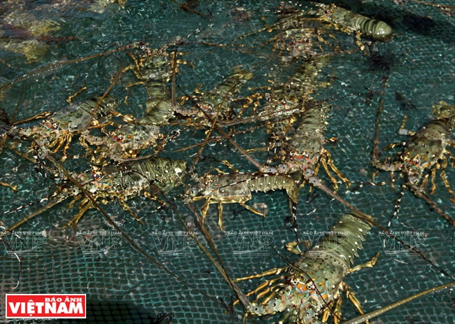 Elevage d​u homard ​à Phu Yên.