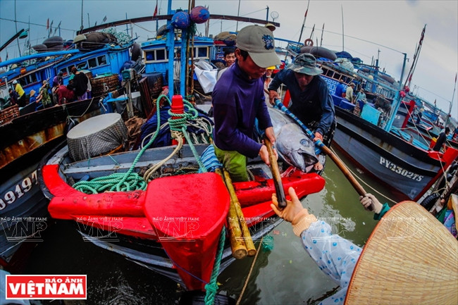 Phu Yên exploite annuellement environ 6.000 tonnes de thon. 