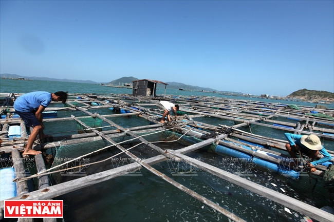 Phu Yên a de nombreux avantages dans l’aquaculture : homards, crevettes à pattes blanches, escargots doux et mérous. La production annuelle peut atteindre plus de 10.000 tonnes.