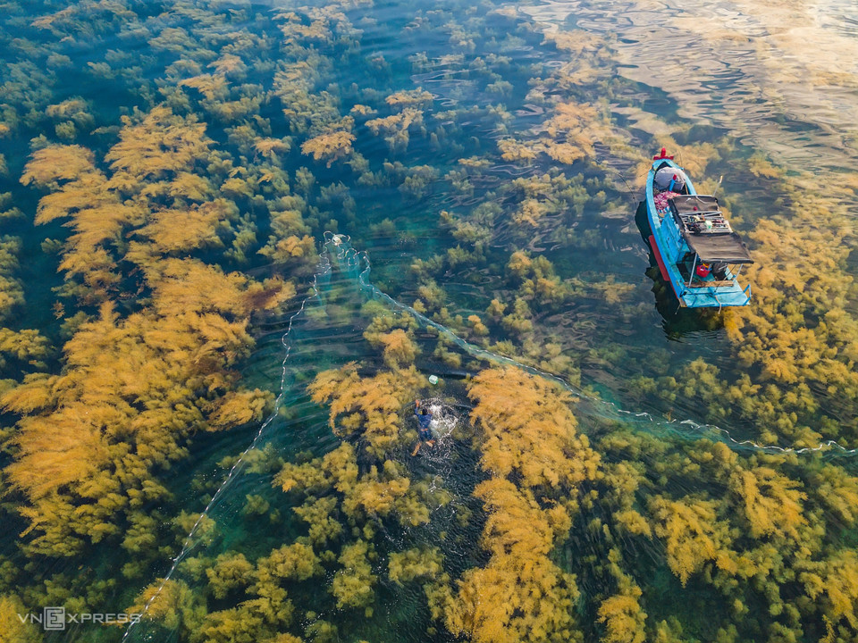 Les pêcheurs sautent dans la mer pour attraper des Siganus canaliculatus au milieu de la forêt d'algues. Photo: vnexpress 