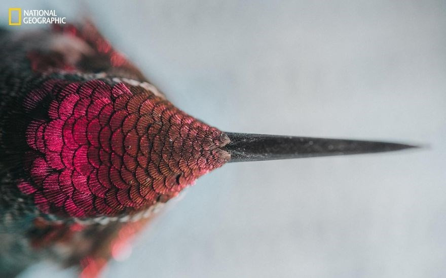 Un petit colibri.