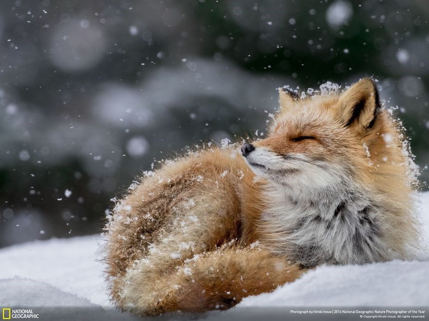 Un renard sous la neige.