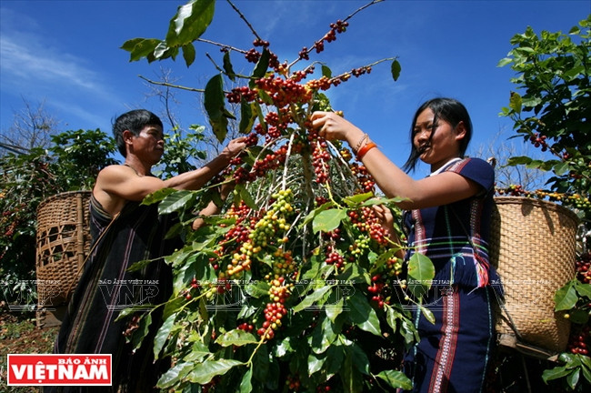 Récolte de café dans la zone de matières premières de la SARL Thaï Hoà.
