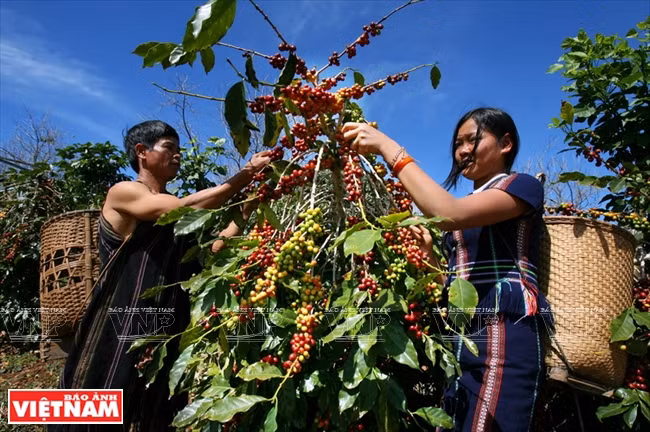 Récolte de café dans la zone de matières premières de la SARL Thaï Hoà. 