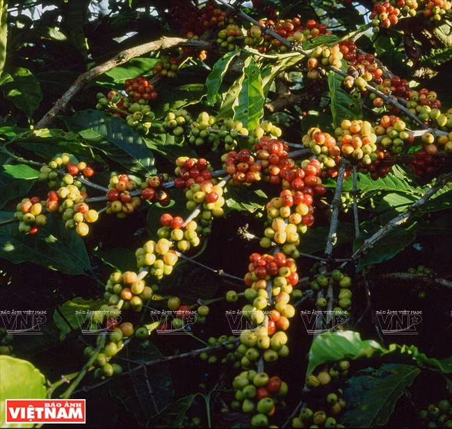 Caféier à la saison de la récolte. 