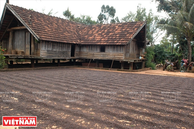 Séchage des grains de café après la récolte, dans le Tây Nguyên.
