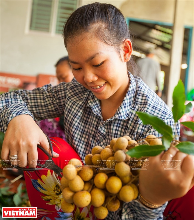 Un travailleur saisonnier est rémunéré de 150.000 à 250.000 dôngs par jour à la saison de la récolte.