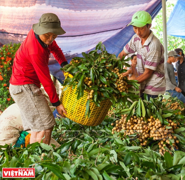 Après la récolte, les longanes sont triés.