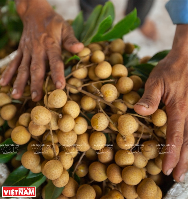 Les longanes ido sont exportés en Chine, au Japon, aux États-Unis… 
