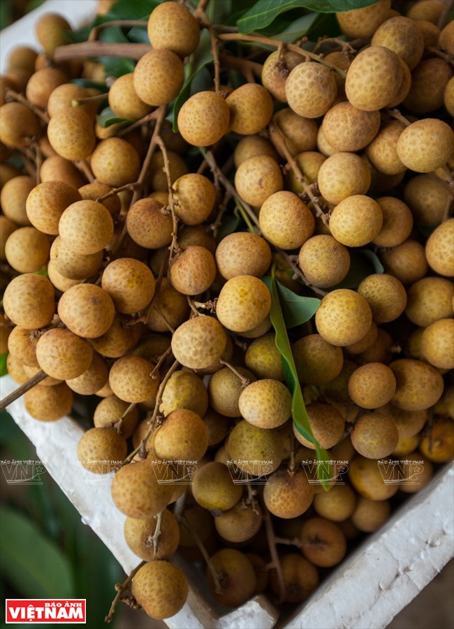 Le longane ido est gros, a une écorce fine et une chair épaisse, translucide et sucrée.