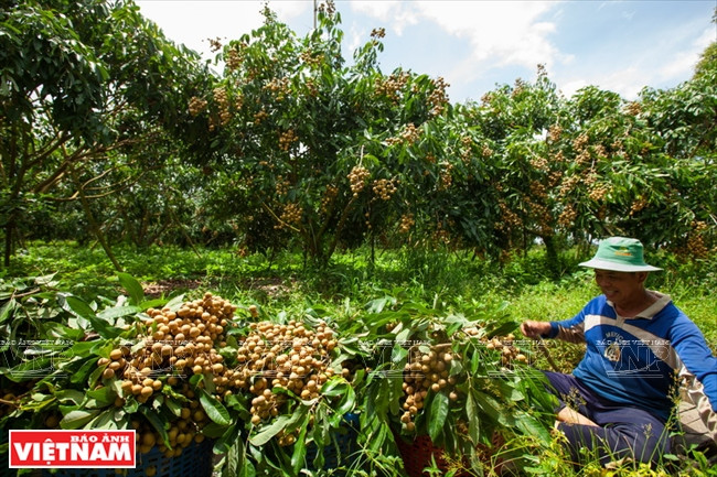 Récolte dans une plantation à Thoi An.