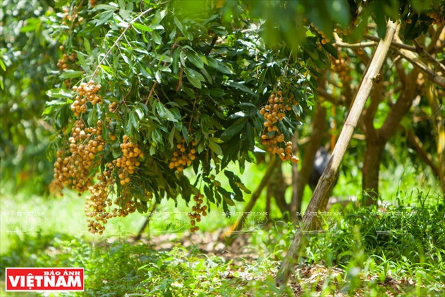 Le longanier ido, importé de Thaïlande, s’est bien adapté aux conditions pédoclimatiques de Thoi An.