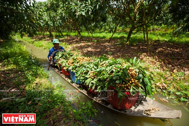 La culture des longaniers ido rapporte chaque année aux cultivateurs de 80 à 120 millions de dongs.