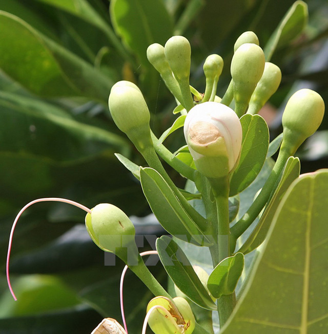 Les boutons de fleurs de badamiers sous le soleil et le vent. 