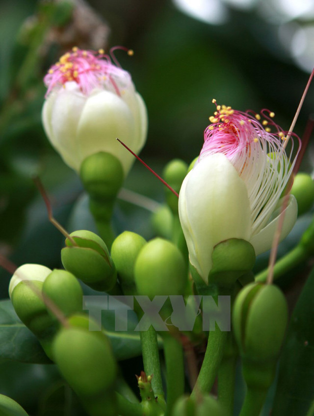 Une fleur s'apprête à éclore sur l’île de Truong Sa. 