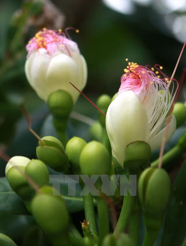 Une fleur s'apprête à éclore sur l’île de Truong Sa. 