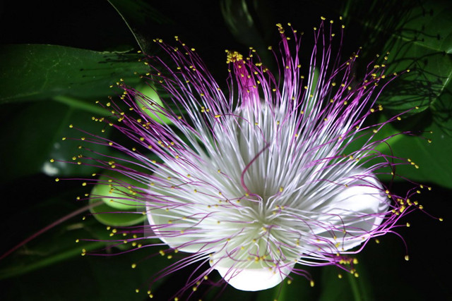 Les fleurs de cet arbre s’ouvrent de nuit, entre 23h et 2h du matin. Chaque pistil violet clair s’allonge comme des rayons de lumière, semblable à un feu d’artifice.