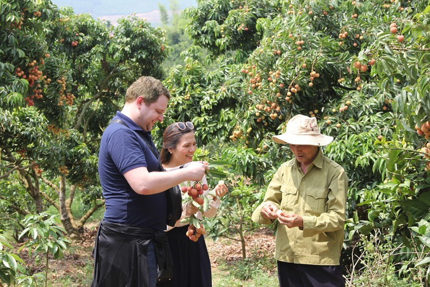 La province a zoné 103 hectares de litchis qui devraient produire environ 600 tonnes pour l'exportation vers le Japon, selon le Comité populaire du district. Photo: VNA