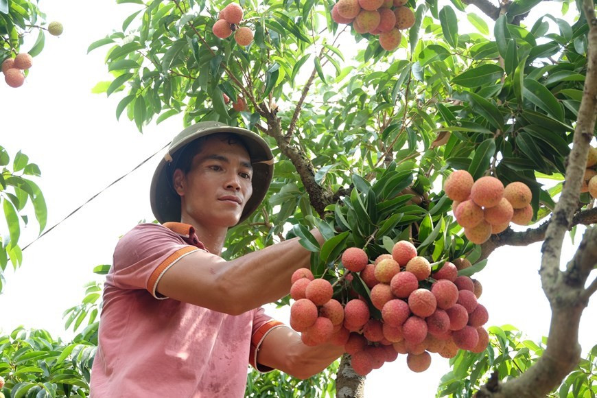 Bac Giang compte 15.000 hectares de litchis « thieu » aux critères de VietGAP et 80 hectares aux critères de GlobalGAP réservés à l'exportation vers l’Europe. Photo: VNA
