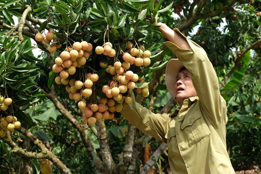Hong Van An, 68 ans, dans le chef-lieu de Chu, district de Luc Ngan, a près de 40 ans d'expérience dans la culture des litchis. Photo: VNA