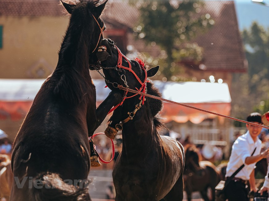 La course de chevaux est depuis longtemps une pratique culturelle traditionnelle unique des groupes ethniques vivant dans la région du Nord-Ouest. Photo: VNA
