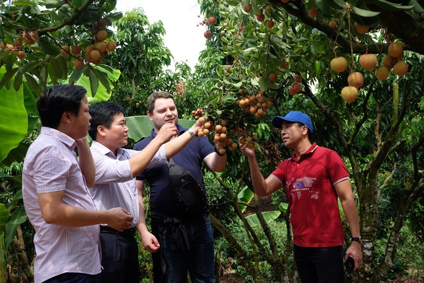 Luc Ngan prévoit de vendre cette année un total de 85.000 tonnes au prix le plus élevé. Photo: VNA