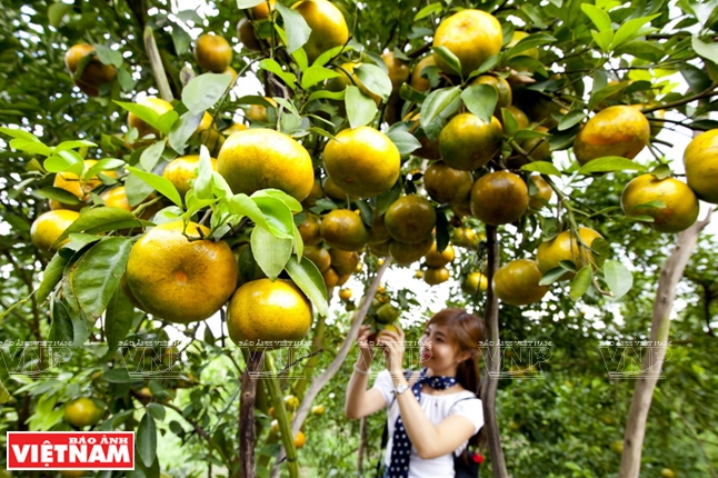 Des mandarines Lai Vung, une spécialité de Dong Thap.